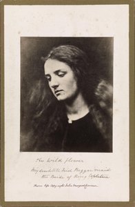 The Wild Flower by Julia Margaret Cameron